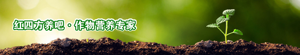 小猪视频官网APP