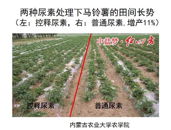 小猪视频官网APP缓控释肥高科技