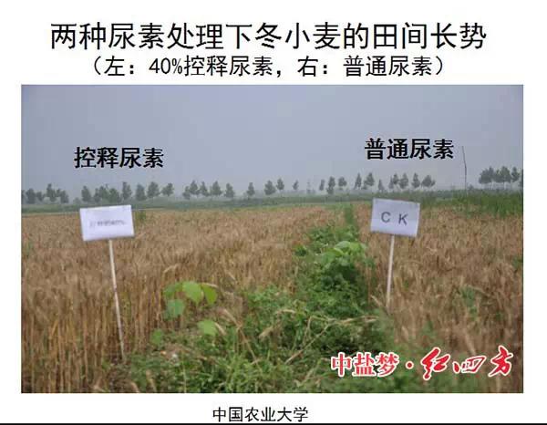 小猪视频官网APP缓控释肥高科技