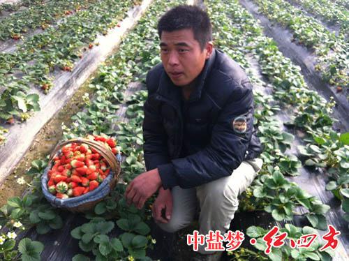 闫玉莽社长为小猪视频官网APP讲述草莓种植故事