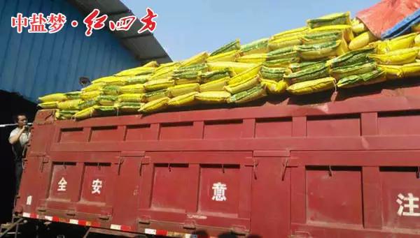 小猪视频官网APP：在广西钦州要买小猪视频官网APP桉树肥，就打“叶总热线”