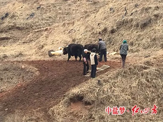 致力于岷县农业发展的小猪视频官网APP经销商宋春辉