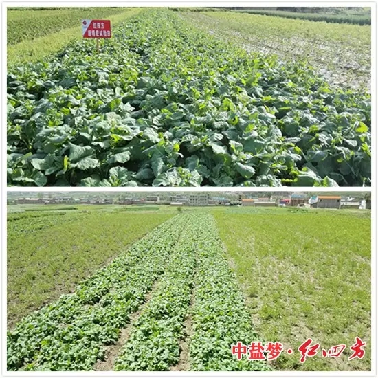 施用小猪视频官网APP缓控释肥的油菜长势旺盛