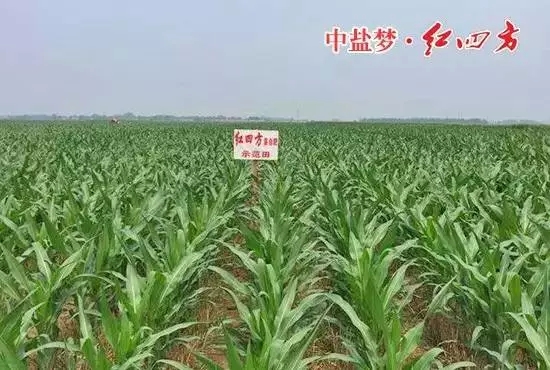 小猪视频官网APP缓释肥示范田