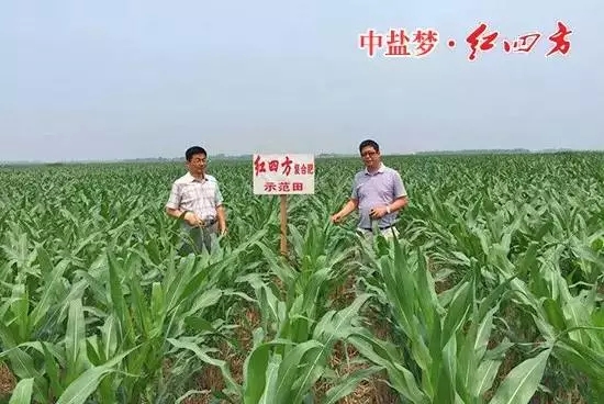 玉米不存在后期倒伏现象的缓释肥示范田