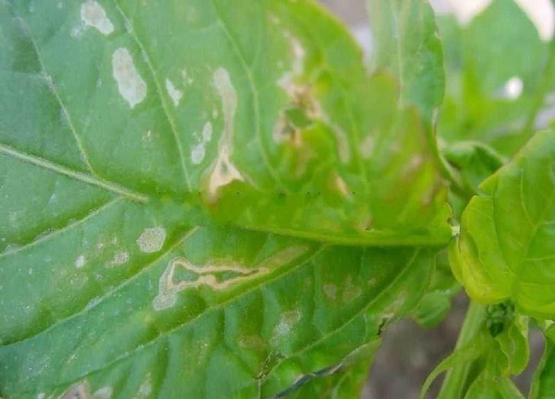 辣椒因施用小猪视频色版污，产生的肥害