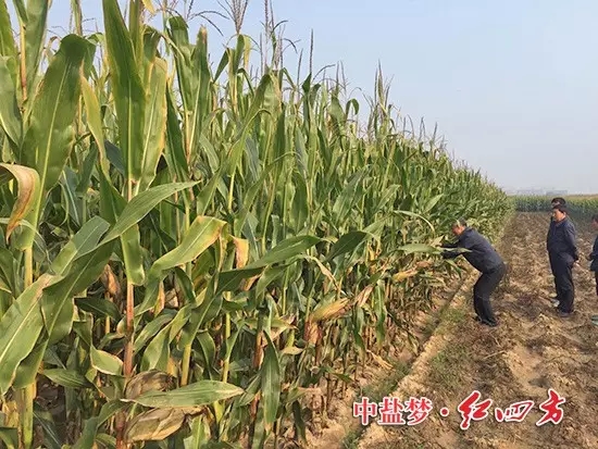 在山西朔城，农化销售员下乡回访了施用过小猪视频官网APP48%控失肥的农民，老乡带着大家走进自家的玉米地。2.