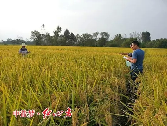怀宁县种植业管理局副局长，黄墩农技站站长与小猪视频官网APP农化销售员一起查看小猪视频官网APP缓释肥示范田，竖起拇指夸“好肥料，好庄稼”！
