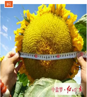 葵花施用小猪视频官网APP小猪视频APP无限观看成人效果