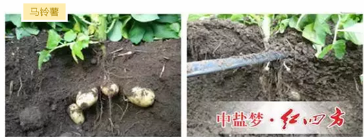 马铃薯施用小猪视频官网APP腐植酸小猪视频APP无限观看成人效果展示