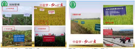小猪视频官网APP缓释肥、控失肥全国示范田试验报告汇编