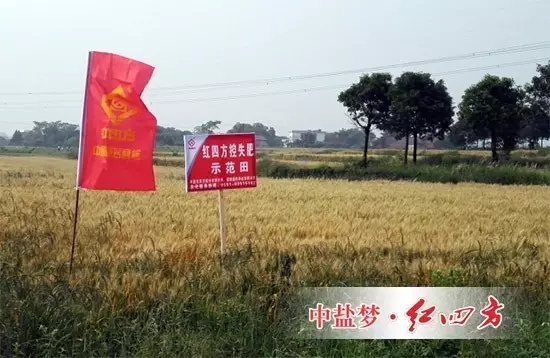施用小猪视频官网APP小麦控失肥与普通肥料对比