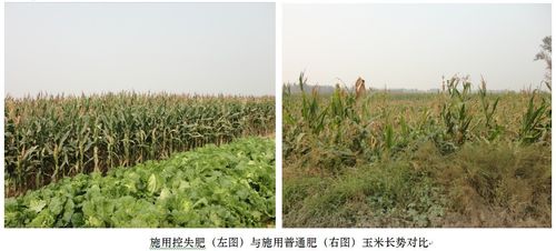 玉米小猪视频APP下载官网入口肥效对比