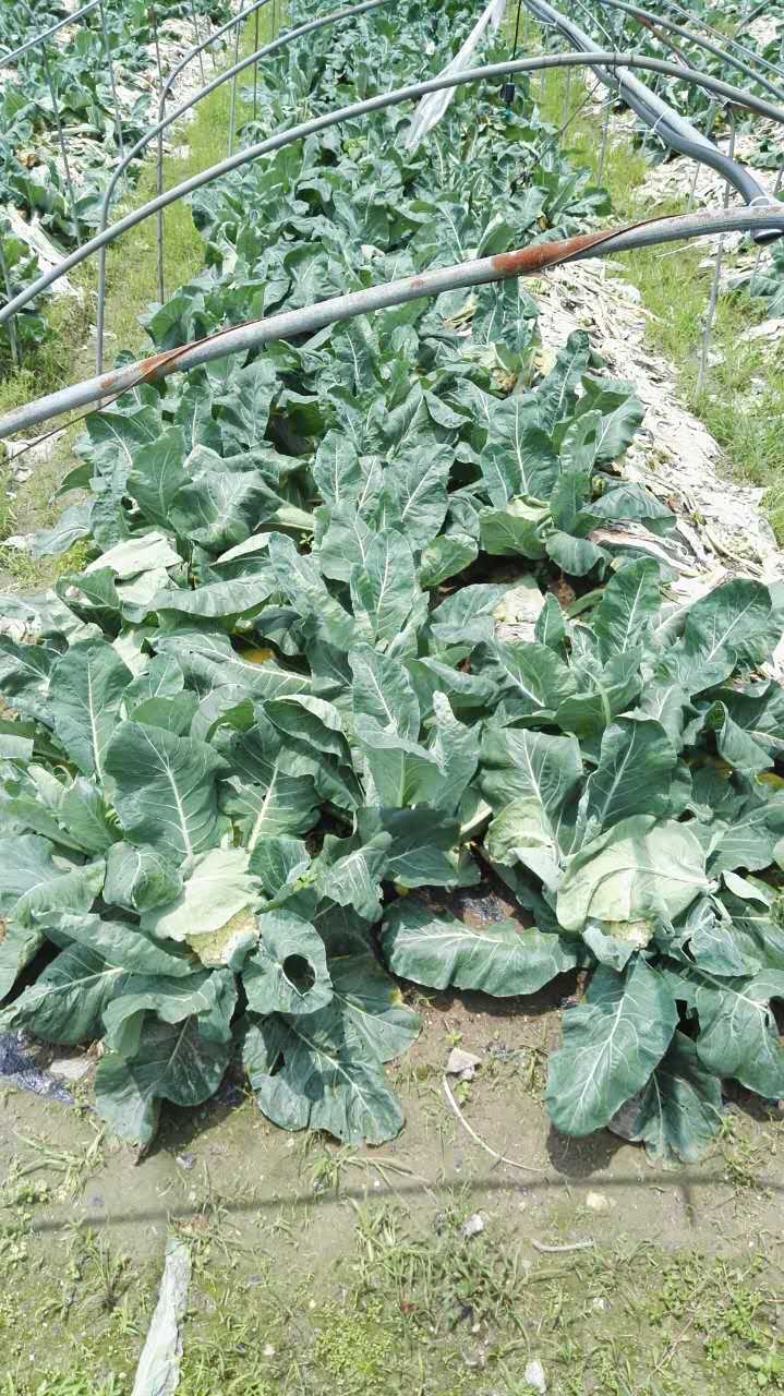种花菜用小猪视频官网APP小猪视频色版污