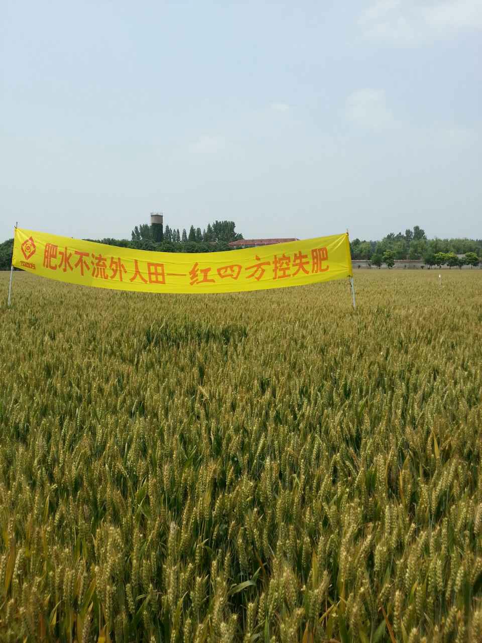 施用小麦控失肥，19日河南遂平100多网点及种植大户带到观摩会现场，大家发现与周边地块的小麦相比，使用控失肥的小麦明显杆壮叶青穗大，没有发生条锈病、赤霉病和全蚀病（据了解，今年全国多地产生爆发性赤霉病）。