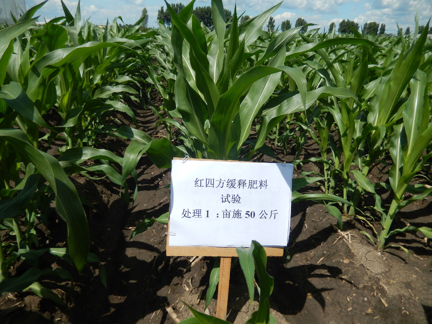 东北市场小猪视频官网APP缓释肥料玉米试验田，生长整齐，长势良好。