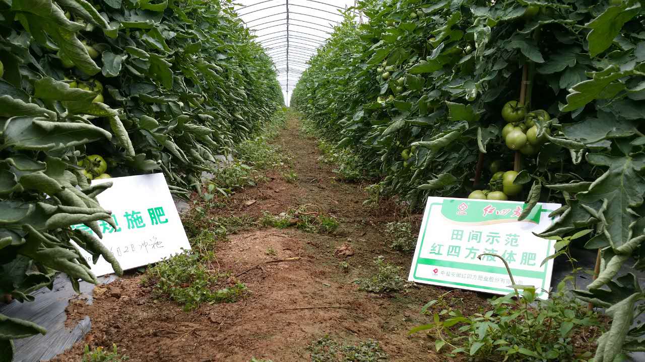 西红柿施肥使用常规肥和小猪视频官网APP小猪视频APP无限观看成人进行对比，使用小猪视频官网APP小猪视频APP无限观看成人的西红柿结果率高，果实较大