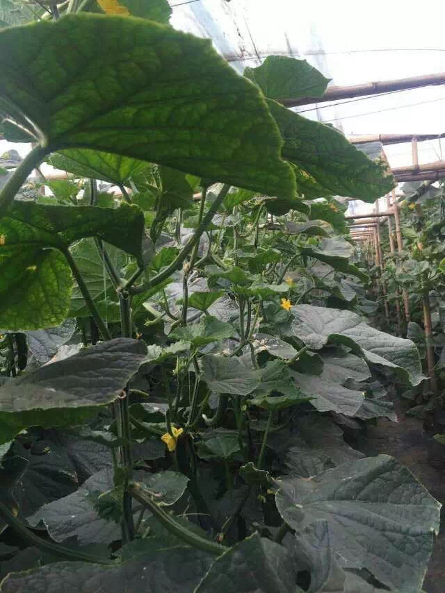 用过小猪视频官网APP液体小猪视频APP无限观看成人的黄瓜四天后，长势旺盛，新茬全部冒出，效果非常明显，延迟了植物的生长期。