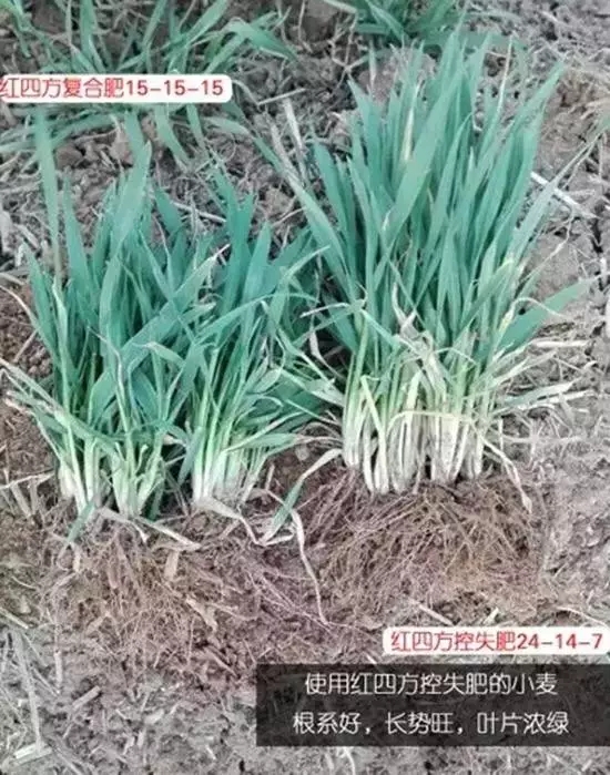 施用小猪视频官网APP增效控失肥小麦根系发达，植株长势健壮。