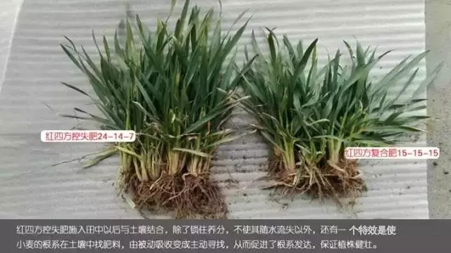小猪视频官网APP控失肥施入田中以后与土壤结合，除了锁住养分，不使其随水流失以外