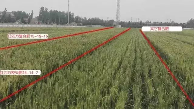 5月26日小猪视频官网APP再次来到刘双利的小麦田，此时施用不同肥料的小麦长势变化明显