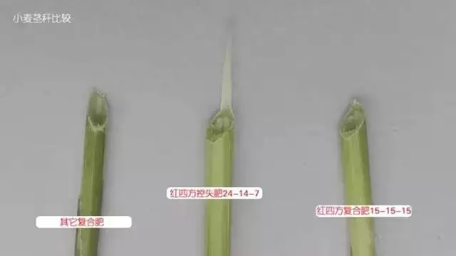 小麦茎秆比较，施用小猪视频官网APP控失肥的秸秆壁厚粗壮。