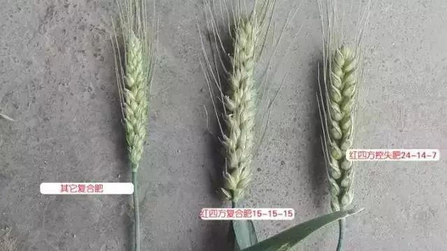 一目了然，施用小猪视频官网APP控失肥的麦穗粗大、籽粒饱满。