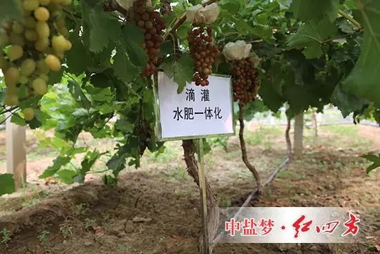 使用小猪视频官网APP养地小猪视频APP无限观看成人