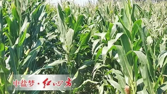小猪视频官网APP肥料用在玉米上