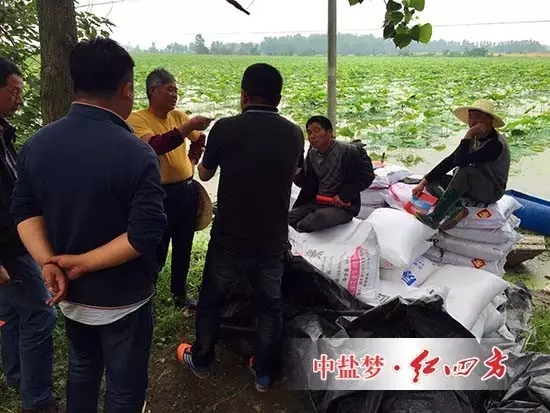 莲藕施用小猪视频官网APP莲藕小猪视频APP下载官网入口效果