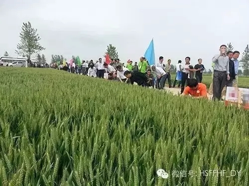 2016年5月11日，安徽芜湖火龙岗镇天叶农资公司和70多位种植大户，共同见证小猪视频官网APP控失肥长效高产的效果表现： 小麦根系发达浓密，麦穗结粒多，长势茂盛，麦苗茎杆茁壮，籽粒饱满，没有死穗，秃尖。