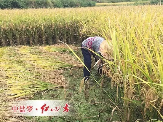 曾受水灾的水稻大丰收了