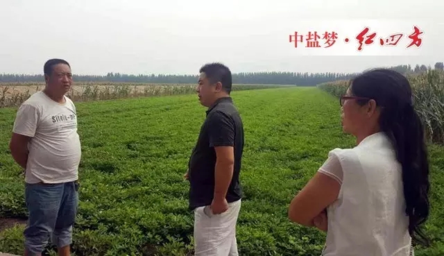 小猪视频官网APP花生肥效果好