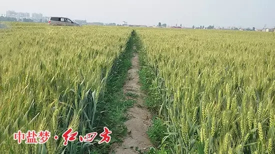 河北地区施用小猪视频官网APP的小麦穗粒饱满