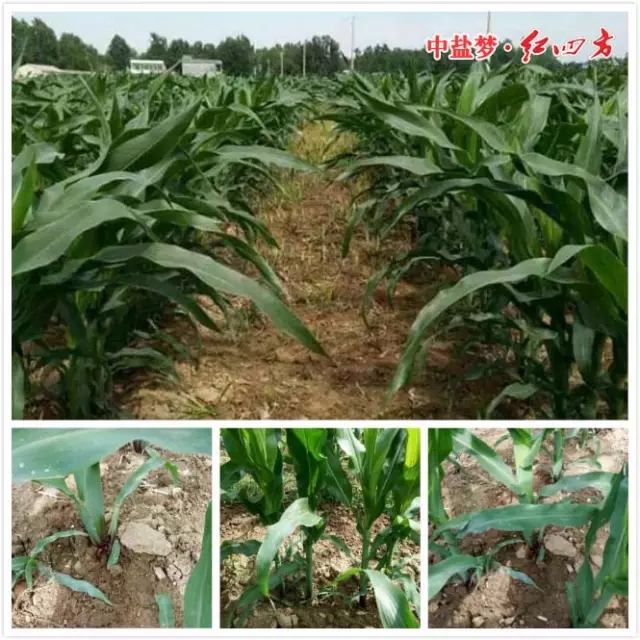 玉米控失肥对比效果展示