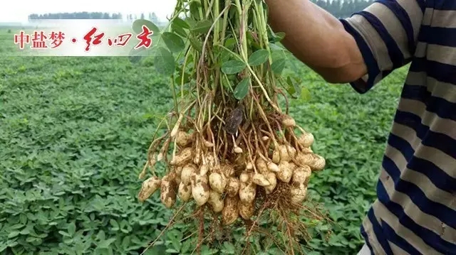 延津朱寨农民：花生不早衰、不死秧、不落果、活秆成熟