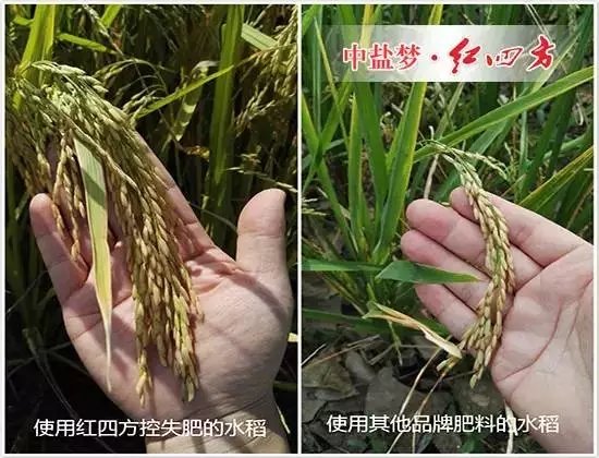 水稻用了小猪视频官网APP控失肥后，我不再像往年那样左一遍施肥，右又一遍追肥了，只要把底肥施足了