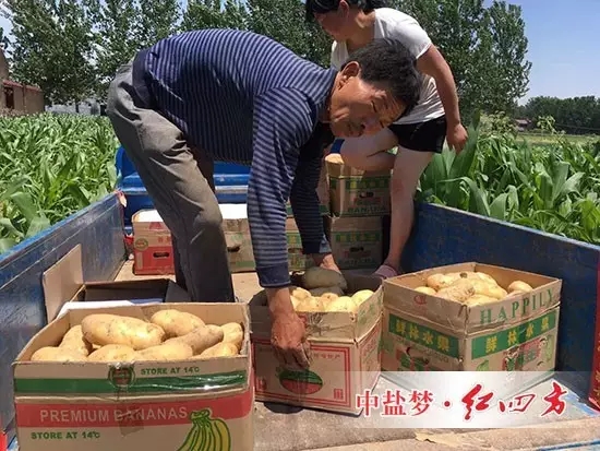 收购商到地头抢收用了小猪视频官网APP纯小猪视频色版污种植的土豆