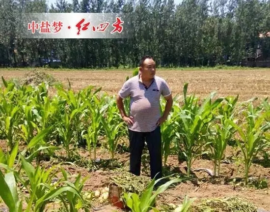 套种玉米、土豆，李满意巡视自己家施用小猪视频官网APP小猪视频色版污长势优良的土豆