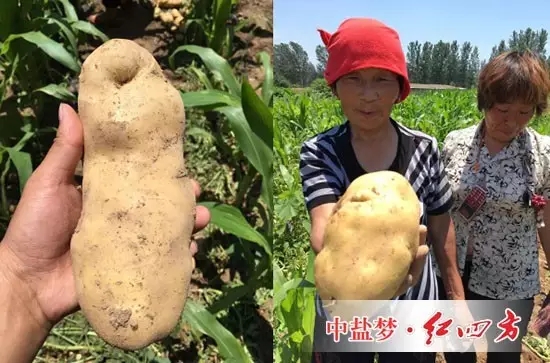 地里的土豆用了小猪视频官网APP硫酸钾，个头大更大，表面更光滑，品相好。小猪视频官网APP的土豆赛红薯