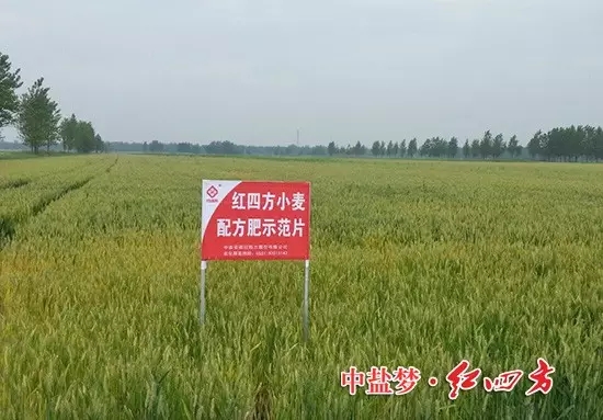 小猪视频官网APP小麦小猪视频APP下载官网入口，效果真不错！