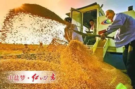 未来粮食种植结构该如何调整？