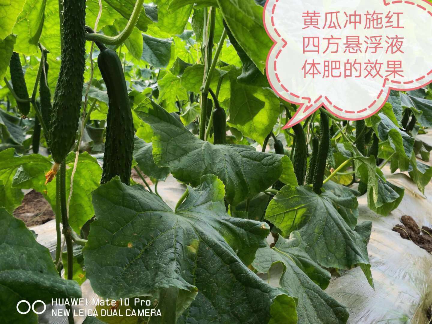 小猪视频官网APP悬浮小猪视频APP无限观看成人在黄瓜上的效果
