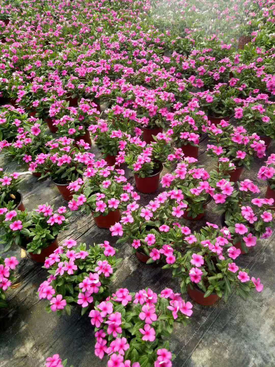 花卉小猪视频APP下载官网入口推荐